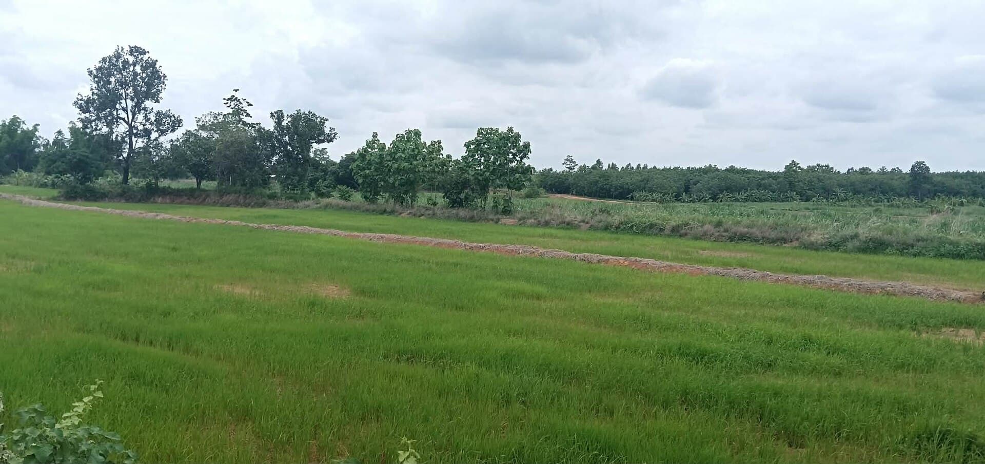 Green rice fields in Isan